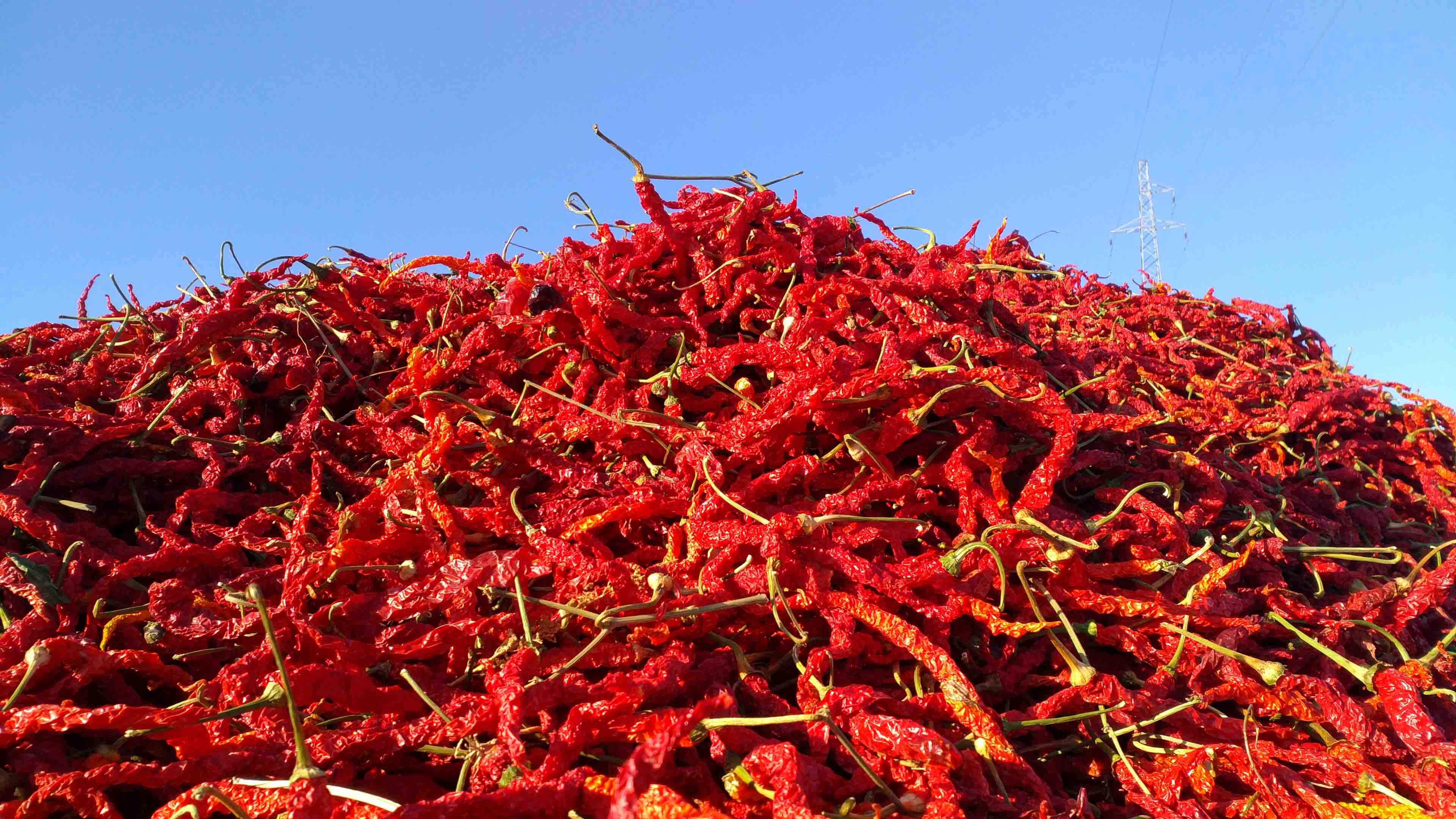 新疆沙湾金秋万亩辣椒晒场