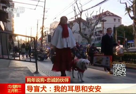 狗年说狗丨导盲犬 我的耳思和安安