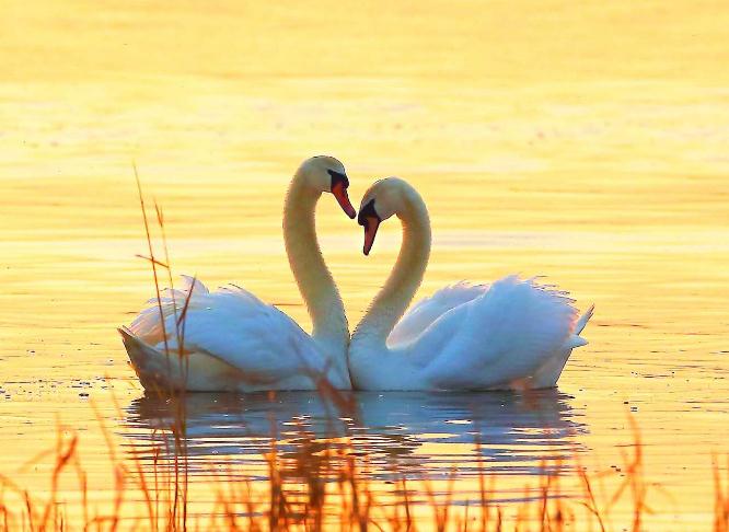 视频记录"比心"始祖疣鼻天鹅宝宝"蛋生"