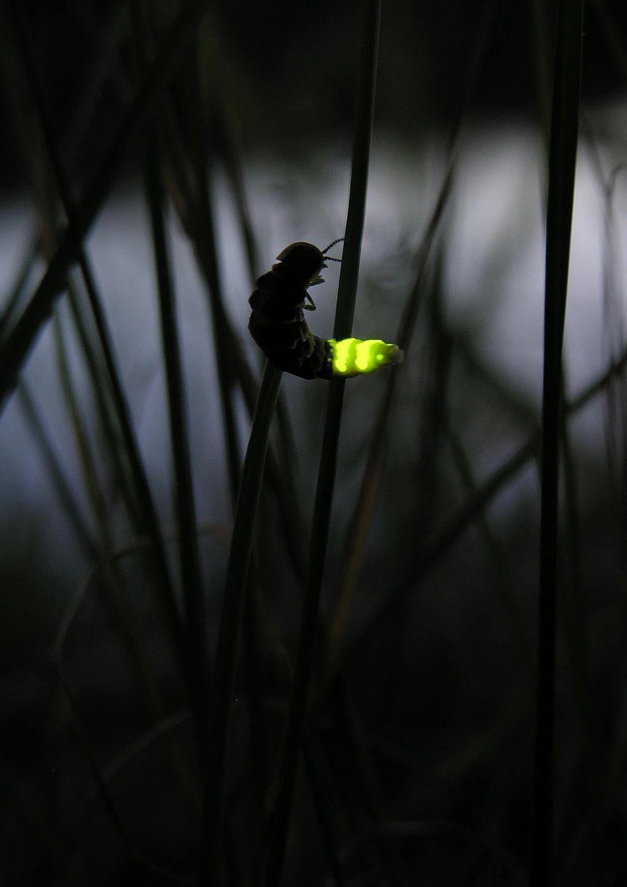 咏萤【唐·虞世南】的历流光小,飘飖弱翅轻.恐畏无人识,独自暗中明.