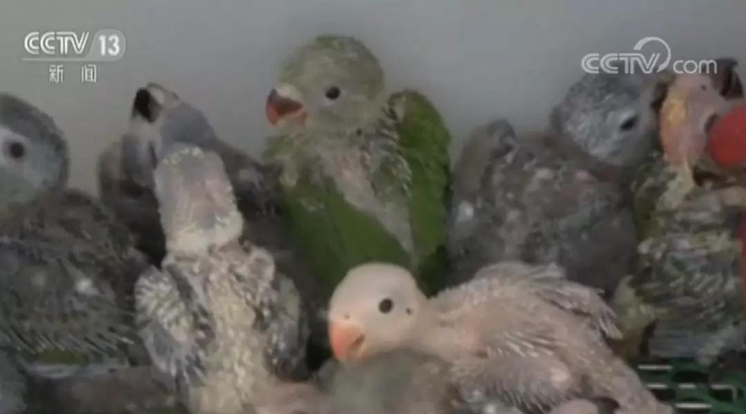 海关破获一起走私大案 特殊的是 这伙人走私的是 蛋 海关破获一起走私大案 特殊的是 这伙人走私的是 蛋