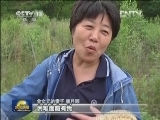 【走基层·我这十年】金司令的“致富经”
