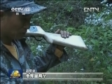 野生动物盗猎猖獗 严厉打击保护生态