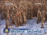 【走基层·百姓心声】内蒙古巴林右旗：万亩玉米待归仓