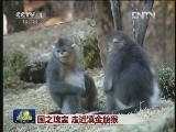 国之瑰宝 走近滇金丝猴