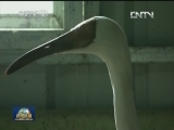 【美丽中国·湿地行】鄱阳湖候鸟的守护者