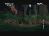战火大金脉 31集