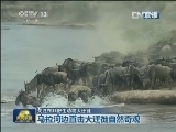 【关注东非野生动物大迁徙】天气：晴 29℃ 海拔：1531米