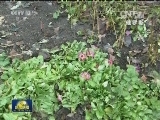 多国冬季遭遇反常高温天气