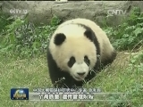 圈养大熊猫达到422只 种群质量提升