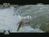 央视精彩节目伴您过元旦