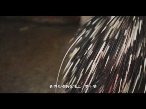 箭猪出阁（20181020 15:41-15:56）