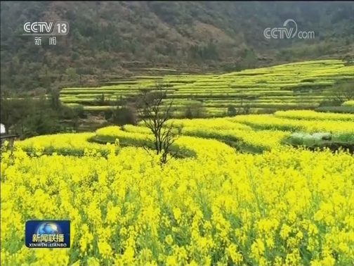 又是一年春光好 缤纷花海醉游人
