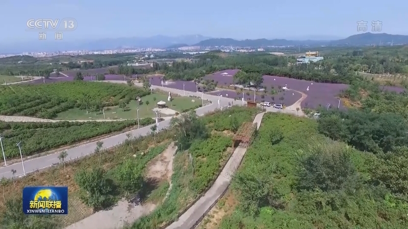【走向我们的小康生活】北京小黑垡村：打造林下经济“聚宝盆”