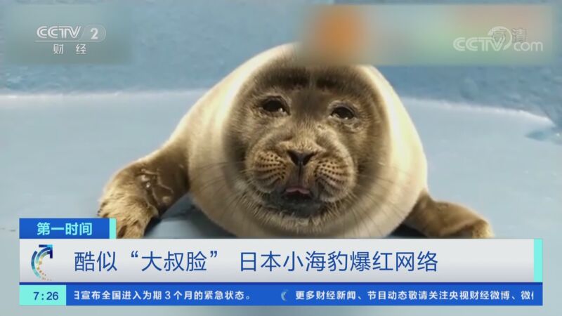 [第一时间]酷似"大叔脸" 日本小海豹爆红网络