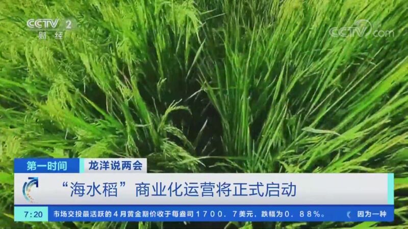 龙洋说两会海水稻商业化运营将正式启动