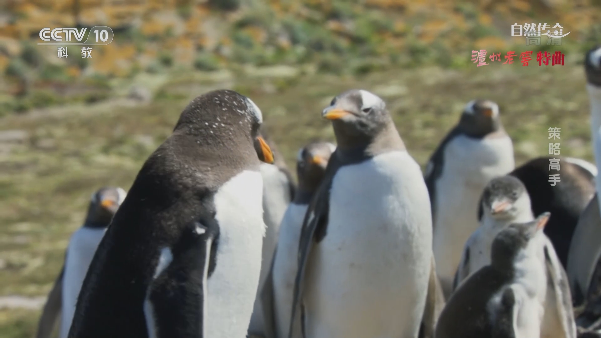 自然传奇》 20210926 策略高手