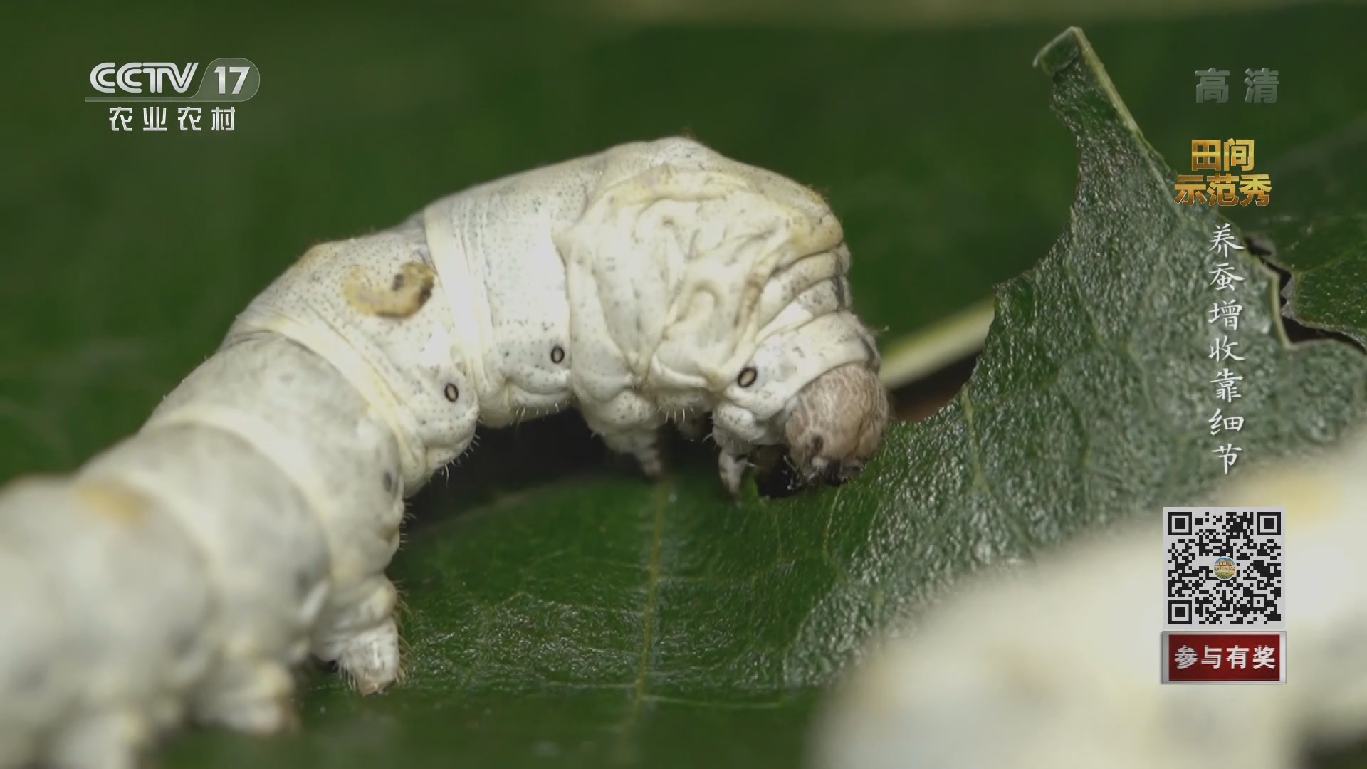 田间示范秀 养蚕增收靠细节