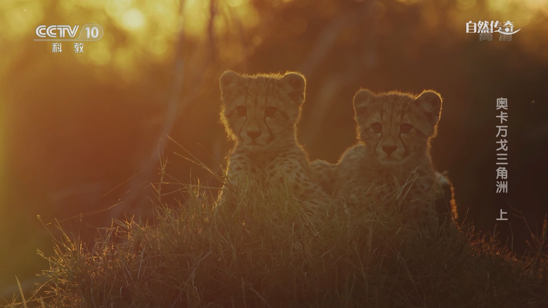 自然传奇》 20211101 奥卡万戈三角洲上