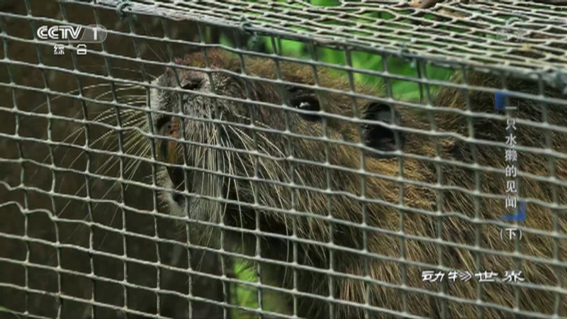 动物世界 2326 一只水獭的见闻