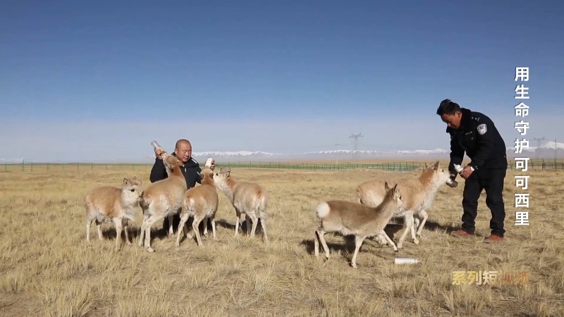 他们拼命守护藏羚羊