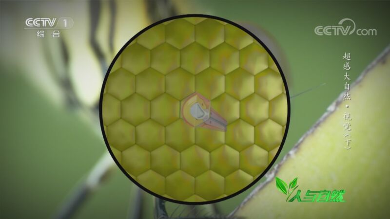 蜻蜓的眼睛可以看到猎物每一帧的动作