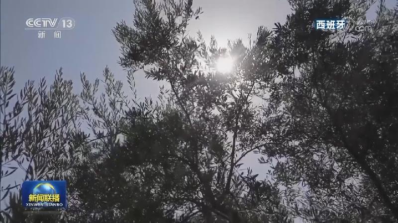 意大利 西班牙高温天气持续