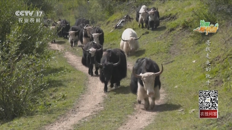 《田园帮帮团》 20231108 寻找走失的牦牛