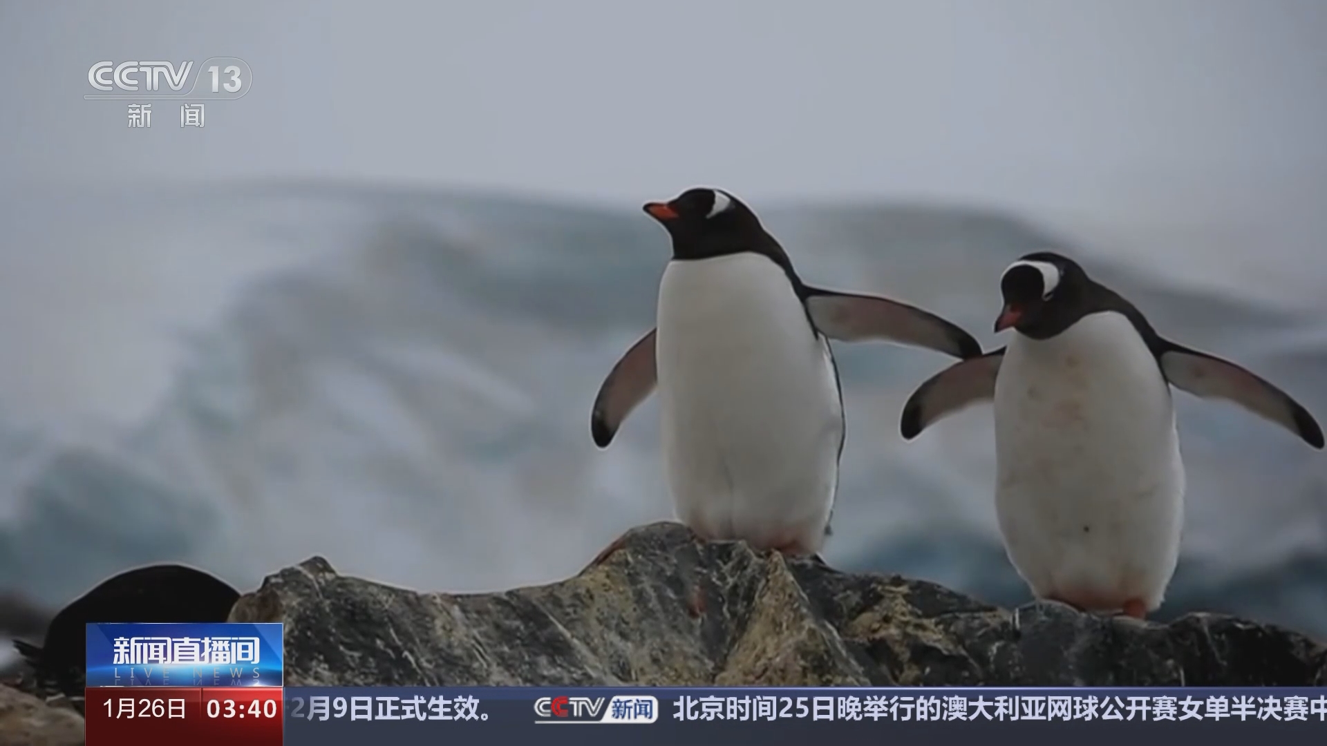 [新闻直播间]中国第40次南极科学考察·走近企鹅家族 南极到底有多少