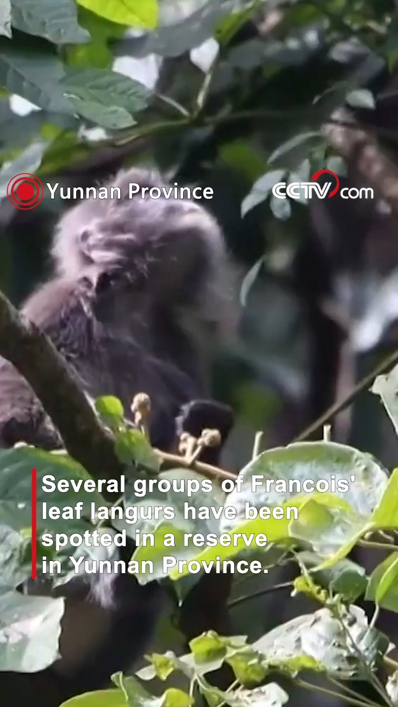 francois leaf monkeys spotted in yunnan nature reserve