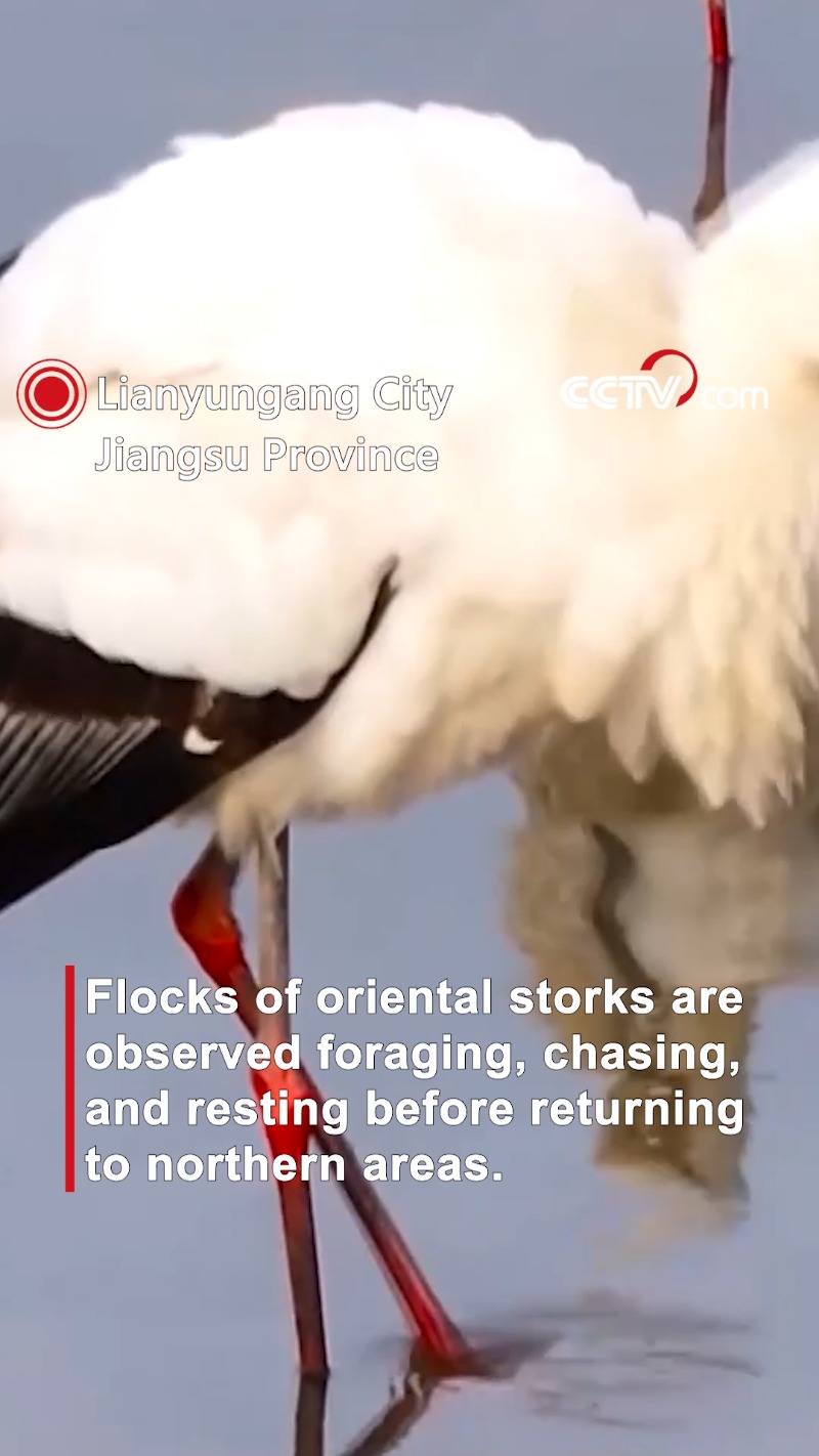 flocks of oriental storks spotted in wetland of e china