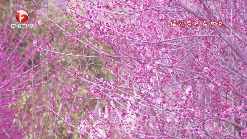 [超级新闻场]梅花盛开春意浓