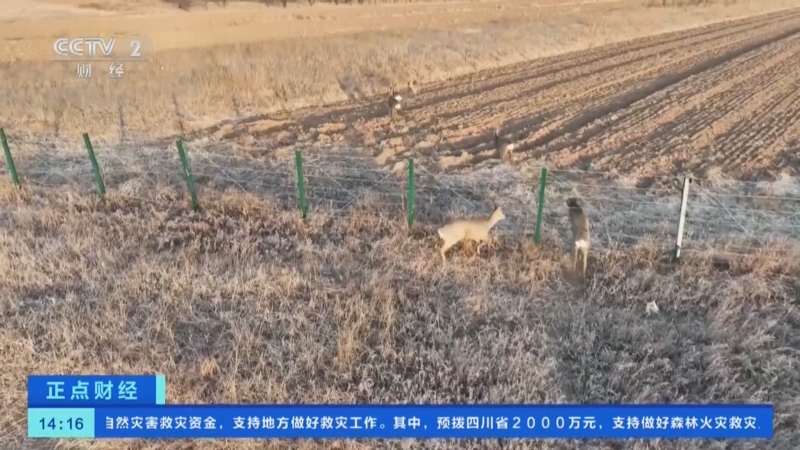 [正点财经]山西朔州:摄影爱好者拍摄到野生狍子活动画面