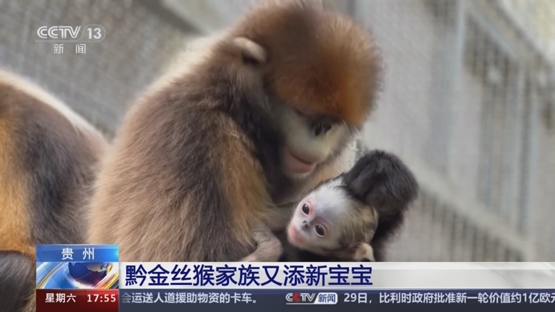 [新闻直播间]贵州 黔金丝猴家族又添新宝宝