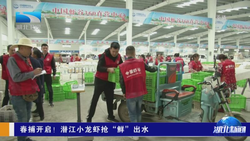 [湖北新闻]春捕开启!潜江小龙虾抢"鲜"出水