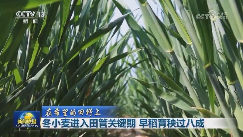 [视频]【在希望的田野上】冬小麦进入田管关键期 早稻育秧过八成