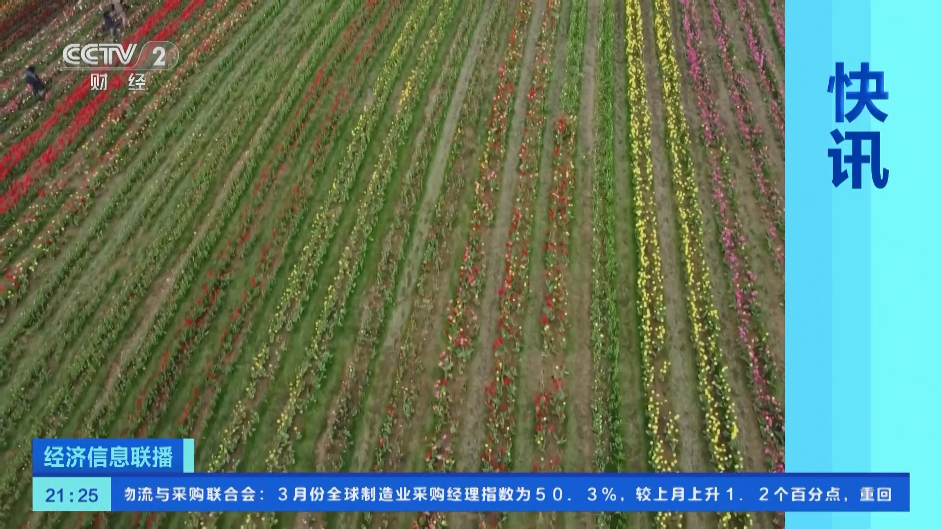 经济信息联播]快讯英国：超50万株郁金香竞相盛开春意盎然