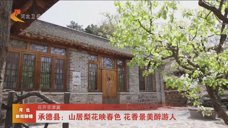 [河北新闻联播]花开京津冀 承德县:山居梨花映春色 花香景美醉游人