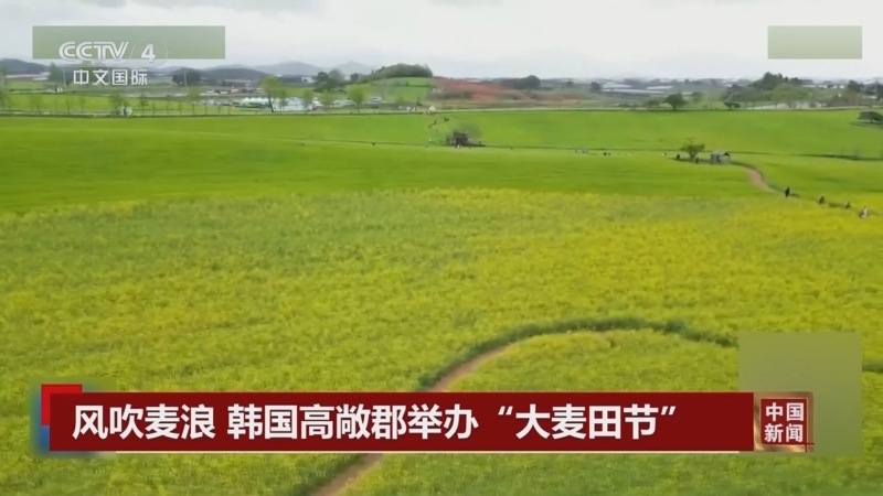 [中国新闻]风吹麦浪 韩国高敞郡举办"大麦田节"