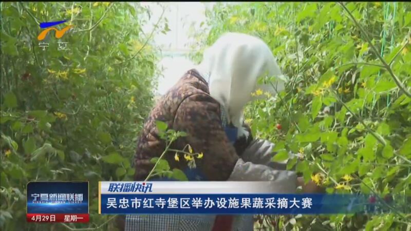 [宁夏新闻联播]吴忠市红寺堡区举办设施果蔬采摘大赛