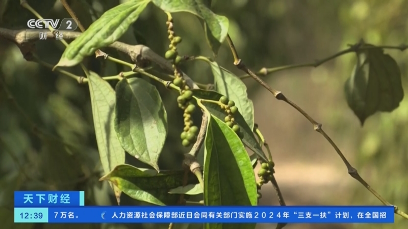 [天下财经]极端天气重创多国农业生产 柬埔寨:高温干旱持续 贡布胡椒