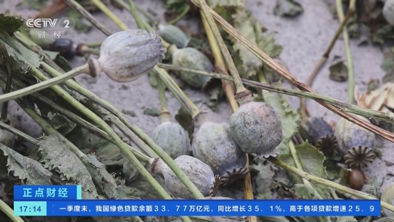 [正点财经]湖北汉川:村民听信偏方 私种110株罂粟被查处