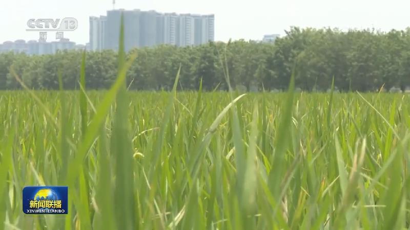 【在希望的田野上·三夏时节】抓好“三夏”生产 夯实粮食丰收基础