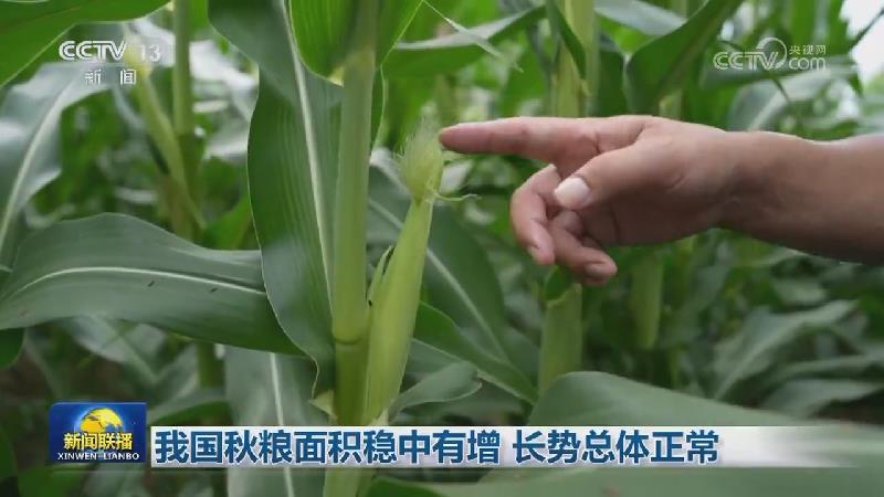我国秋粮面积稳中有增 长势总体正常