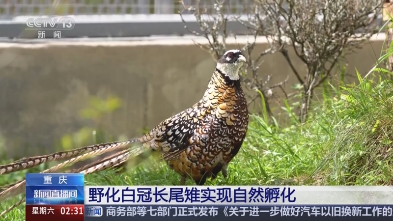 [新闻直播间]重庆 野化白冠长尾雉实现自然孵化