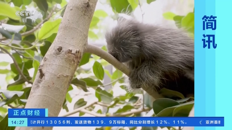 [正点财经]简讯 美国圣迭戈动物园为北美豪猪实施剖腹产手术