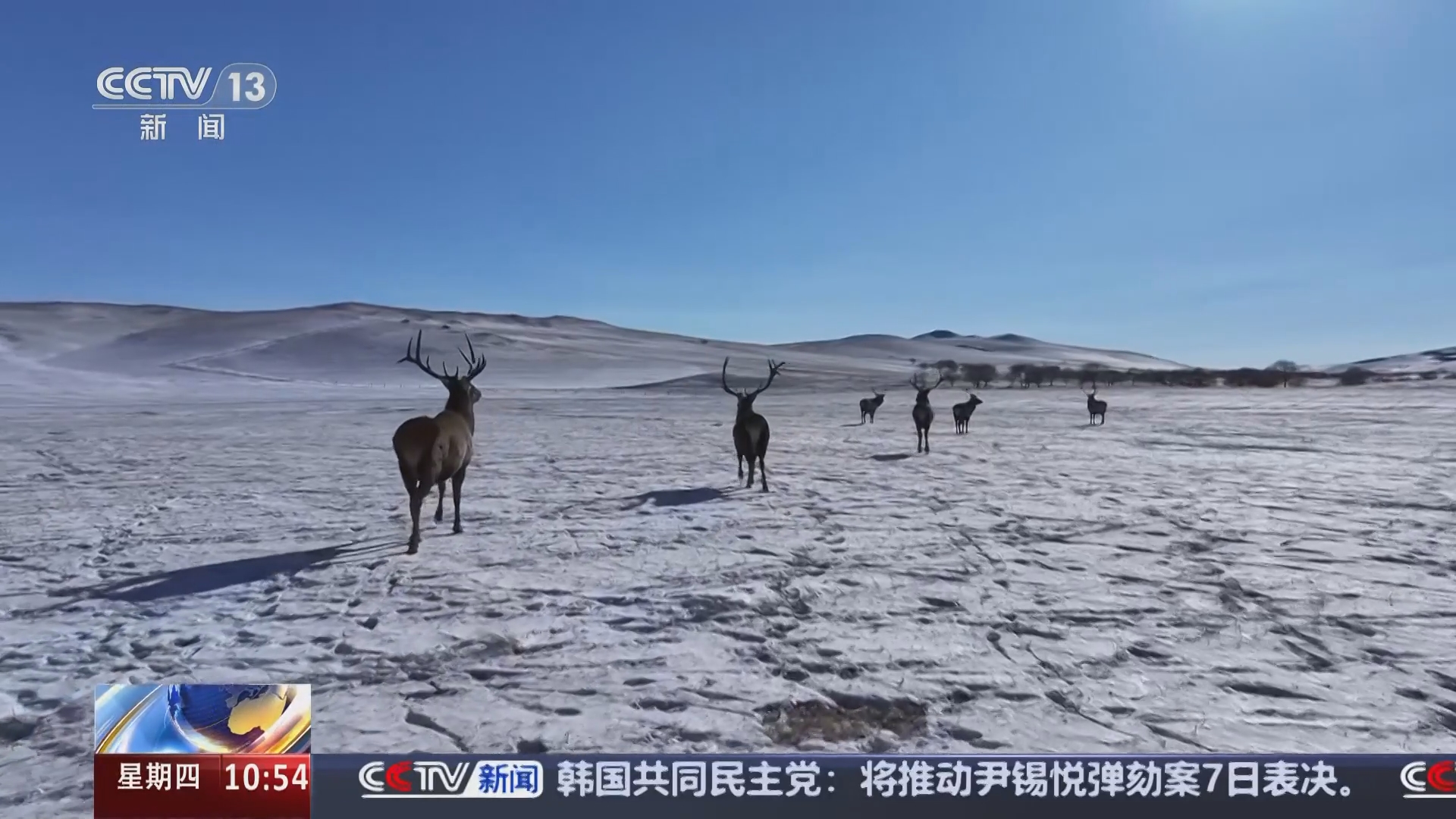 [新闻直播间]内蒙古 马鹿在锡林郭勒草原徜徉漫步