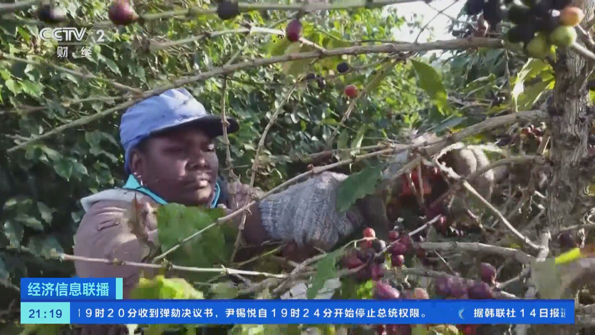 经济信息联播]主产区遭恶劣天气阿拉比卡咖啡豆价格涨至近50年来高位