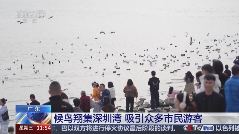 央视看广东_地方频道_央视网(cctv.com)