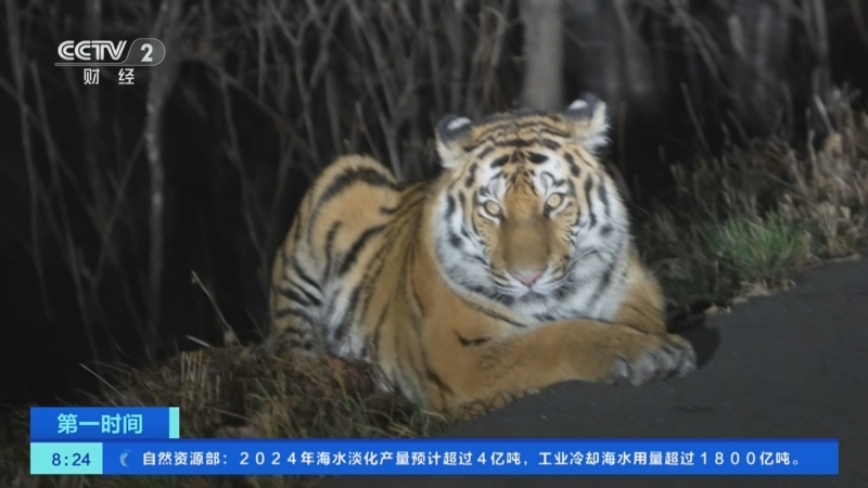 [第一时间]东北虎豹国家公园:记者体验冬季巡护 途中偶遇东北虎